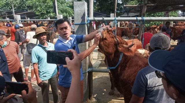 Mas Ibin Tinjau Pasar Dimoro: Stok Kurban Aman, Harga Masih Terjangkau