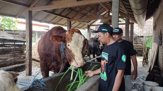 60 Dokter Hewan Dikerahkan DKPP Kota Blitar, Idul Adha 2025