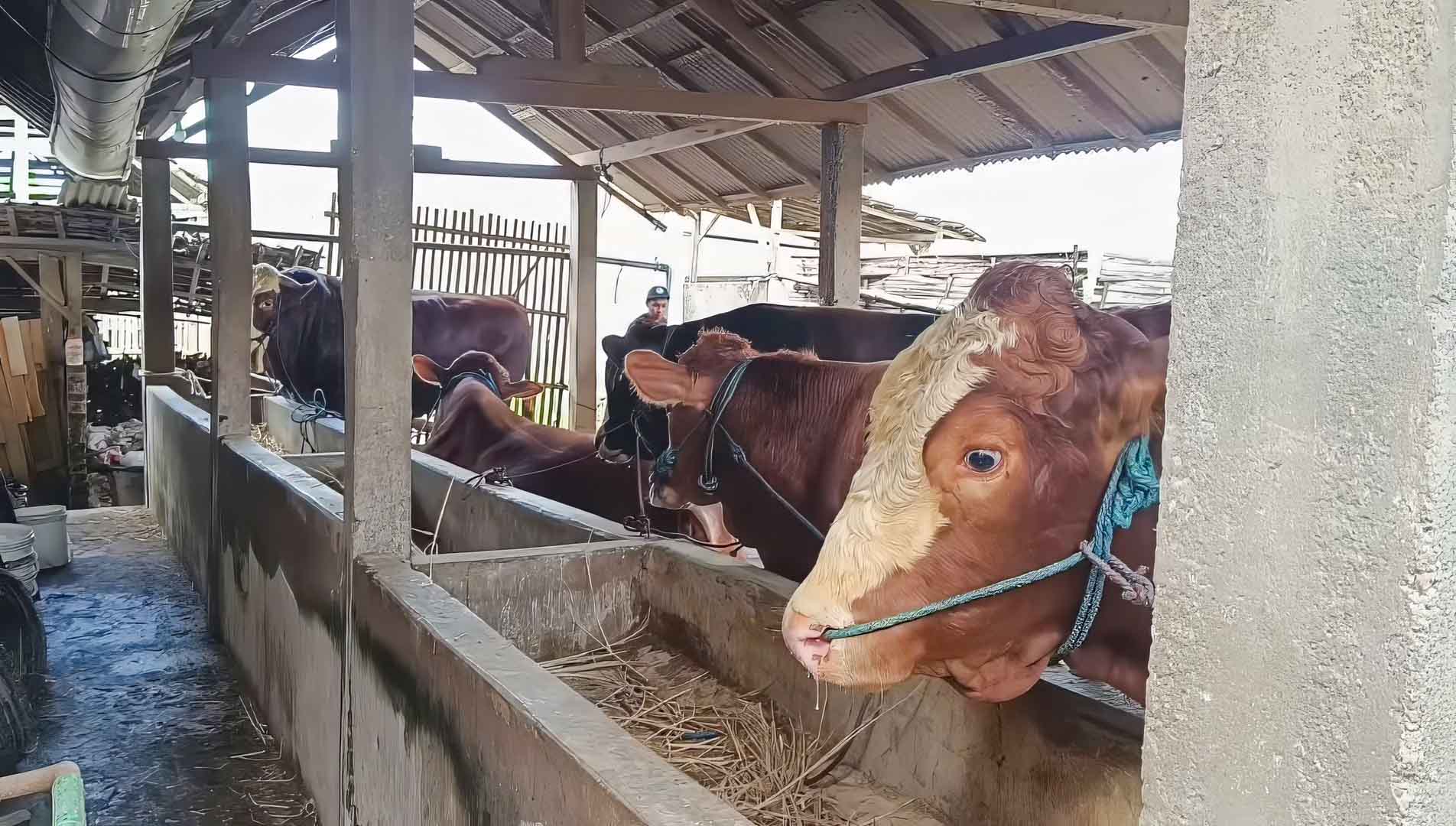 Prabowo Beli Sapi Kurban ‘Glewo’ dari Kota Blitar Rp84 Juta