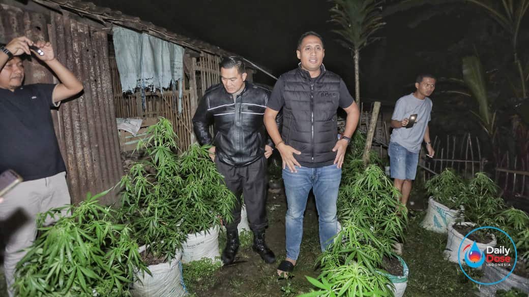 Polisi Temukan Ladang Ganja Tersembunyi di Blitar, Bermula dari Kasus Kerusuhan Demo DPR RI